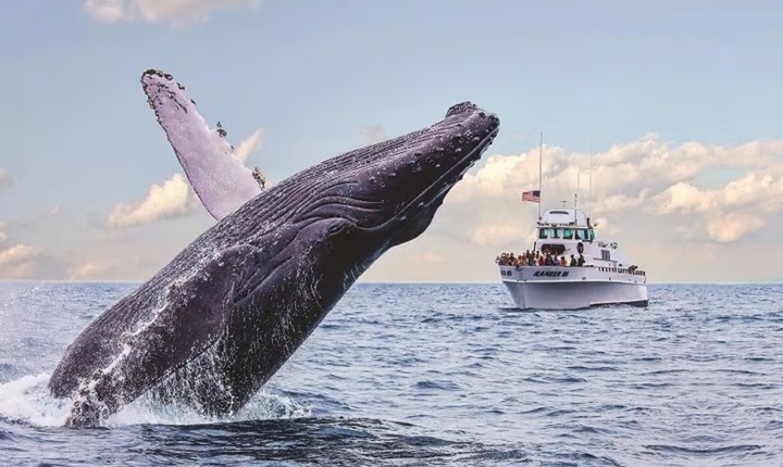 Festival de las ballenas en Oxnard