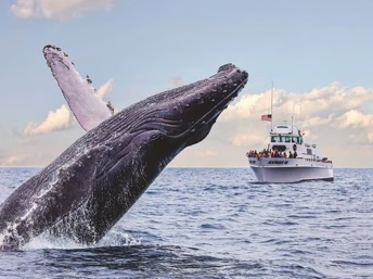 Festival de las ballenas en Oxnard