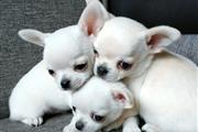 $400 : Chihuahua puppy for sale thumbnail