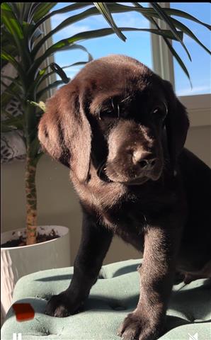 $800 : English Labrador puppies💝💖 image 8