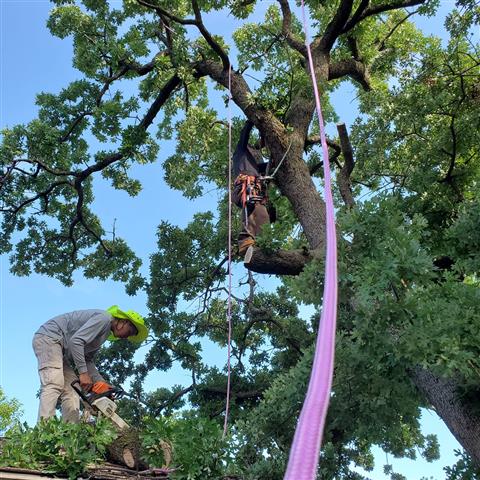 Nicolas tree service in OK image 4