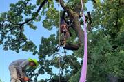 Nicolas tree service in OK thumbnail 4