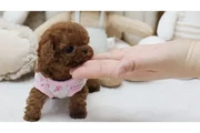 $350 : Micro Poodle thumbnail