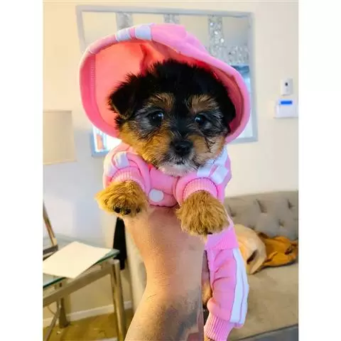 $450 : male and Female Yorkie Pup image 2