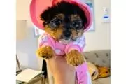 $450 : male and Female Yorkie Pup thumbnail