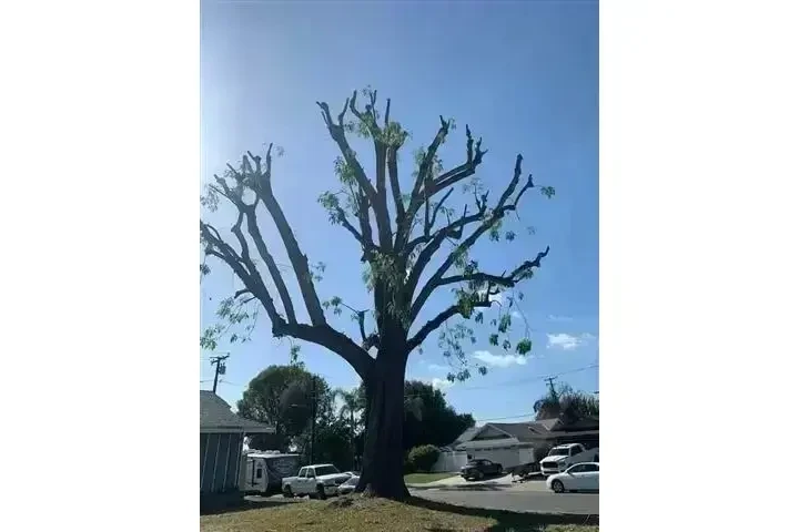 Alex Tree Services image 2