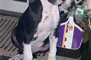 $200 : Cachorros Great Dane thumbnail