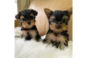 Cachorros yorkie en Boston