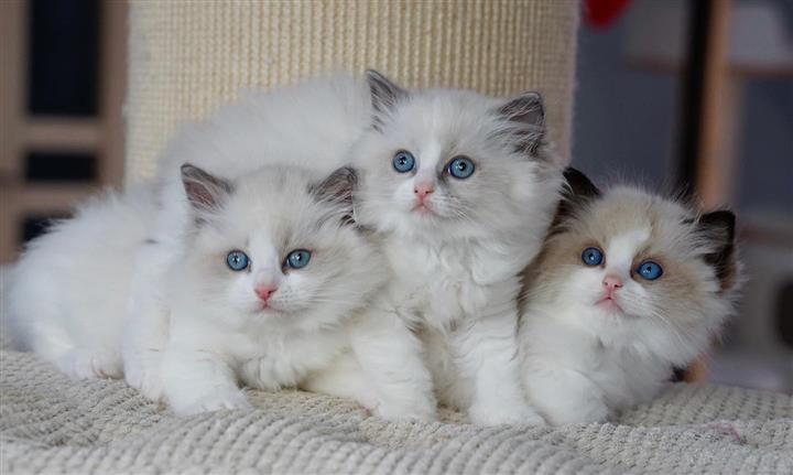 $500 : Cute Ragdoll Kittens For Sale image 2