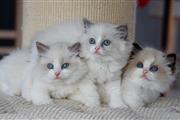 $500 : Cute Ragdoll Kittens For Sale thumbnail