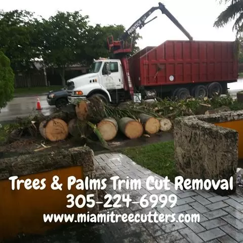 Cortador Arboles Palmas Miami image 1