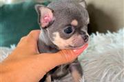 $250 : Cachorro Chihuahua thumbnail