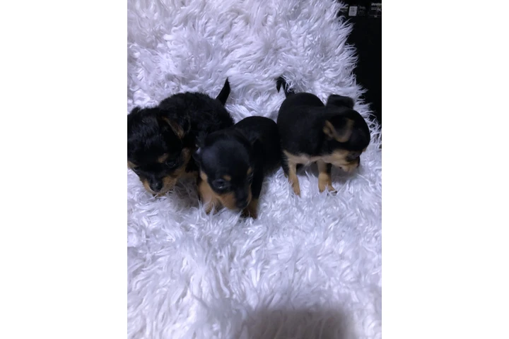 $350 : Perros Chihuahuas image 8
