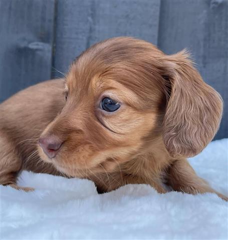 $500 : Miniature Dachshund puppies image 3