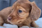 $500 : Miniature Dachshund puppies thumbnail