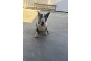 Bull Terrier en Los Angeles
