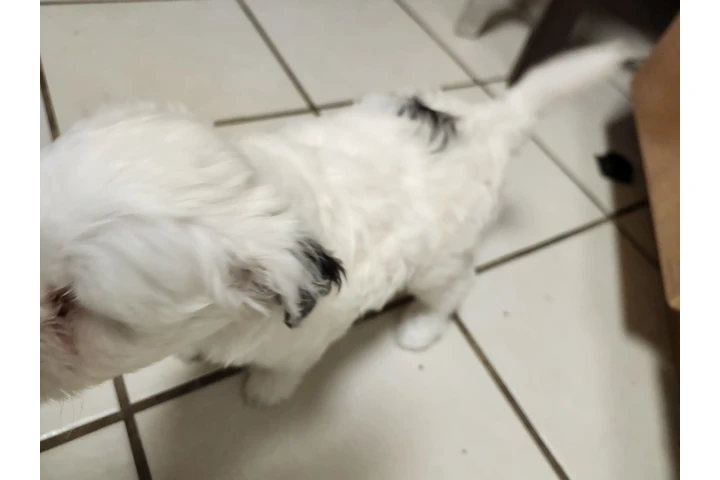 $230 : Tengo cachurras maltés 2 meses image 3