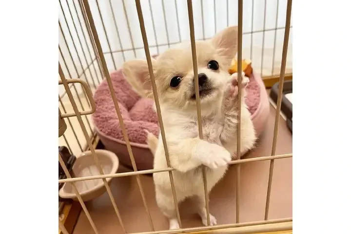 $350 : Cachorros Chihuahua en venta image 1