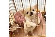 Cachorros Chihuahua en venta en New York