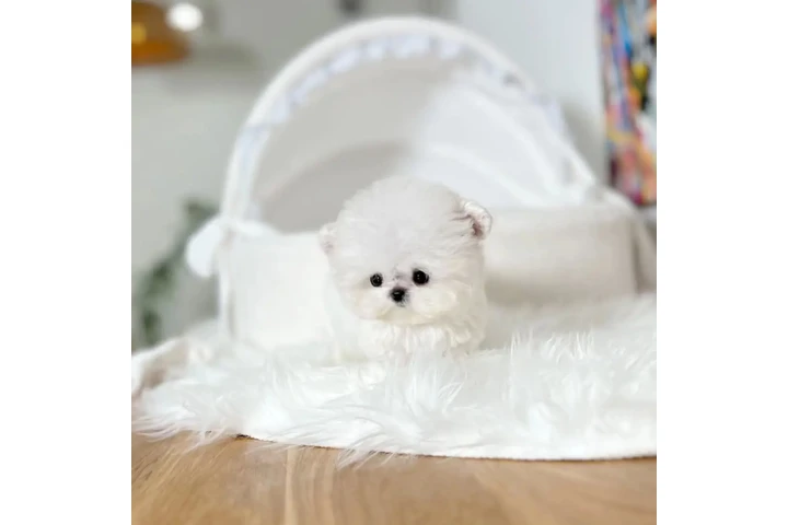 $350 : bichón miniatura image 1