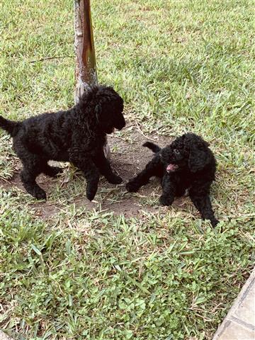 Standard Poodle puppies image 3