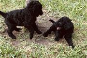 Standard Poodle puppies thumbnail