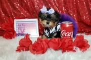 Adorable Yorkie en Los Angeles