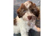 $2500 : Trained mini cockapoo thumbnail