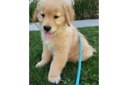 $1000 : 4 Golden retriever puppies thumbnail