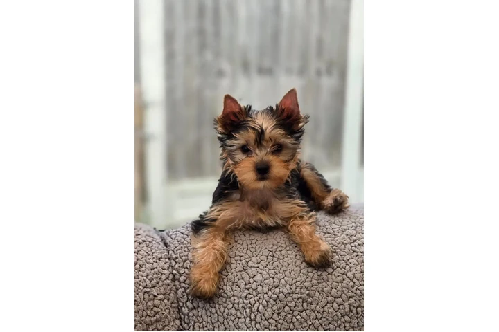 $300 : Cachorros Yorkshire Terrier image 2