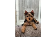 $300 : Cachorros Yorkshire Terrier thumbnail