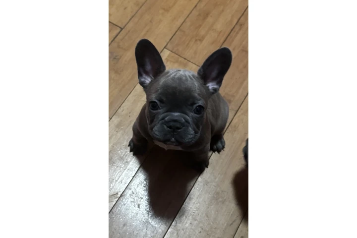 $230 : French bulldog image 1