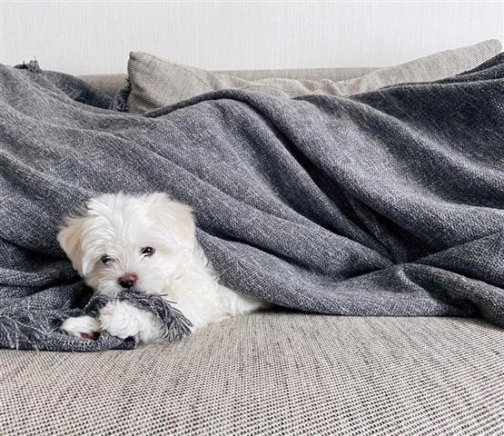 $300 : mini maltese puppies. image 1
