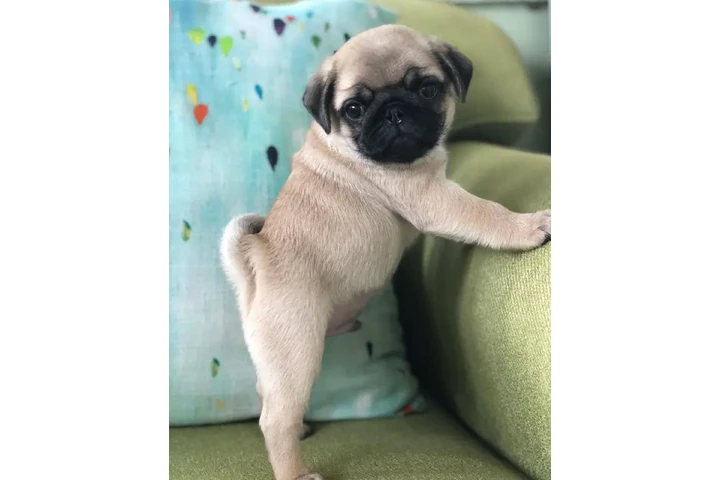 $440 : Lovely pug puppies for adoptio image 1