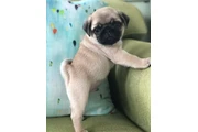 Lovely pug puppies for adoptio en Yuma