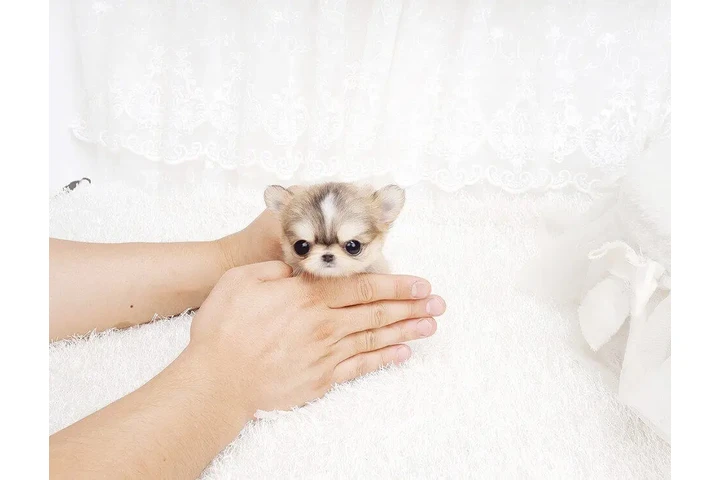 $350 : Micro Chihuahua image 2