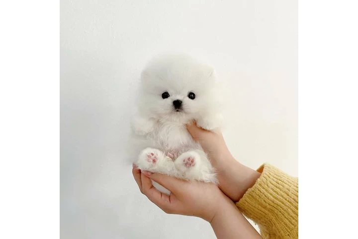 $300 : Pomeranian puppies French bull image 2