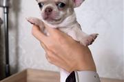 $350 : CHIHUAHUA EN VENTA thumbnail