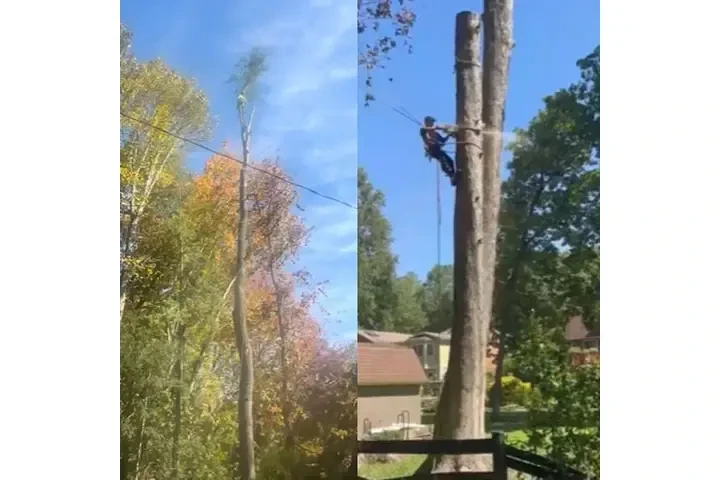 Corte de árboles seguro image 2