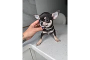 Teacup Chihuahua puppies en Nashville