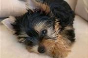 Cachorros yorkie en adopcion en Springdale