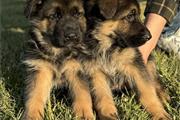 $350 : Cachorros de pastor alemán thumbnail