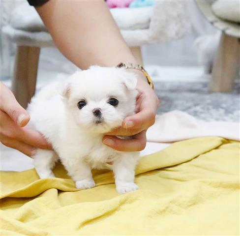 $550 : Teacup Maltese puppies image 3