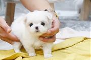 $550 : Teacup Maltese puppies thumbnail