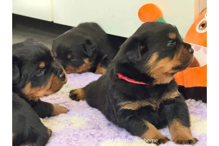 $350 : Cachorros Rottweiler en venta image 3