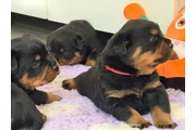$350 : Cachorros Rottweiler en venta thumbnail
