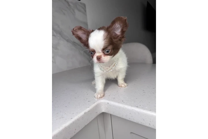 $250 : Chihuahua mini puppies image 8