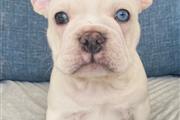 $3000 : Cachorros Bulldog Francés thumbnail