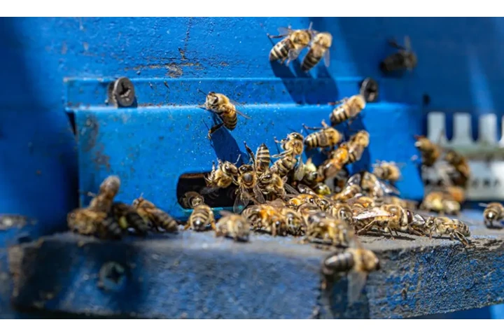 CONTROL DE ABEJAS, BEE REMOVAL image 3