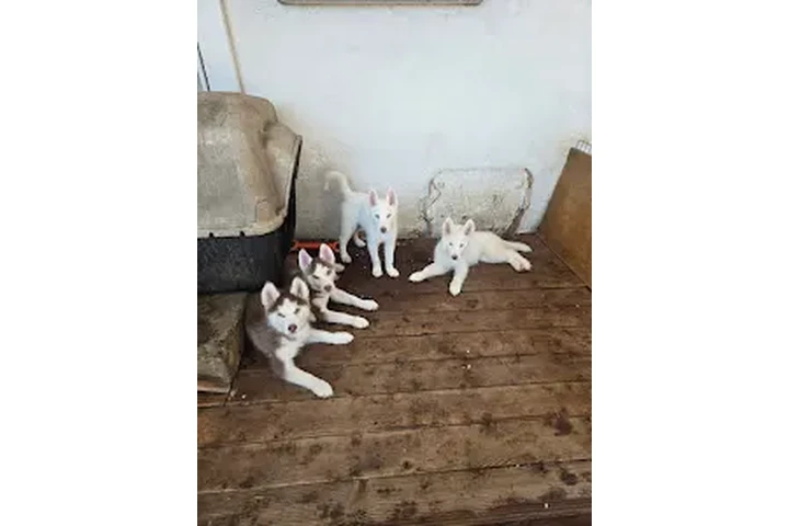 $200 : Huskies en venta| 3 Meses 🐶 image 2